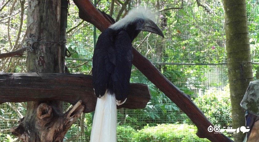 سرگرمی باغ وحش پوکت شهر تایلند کشور پوکت