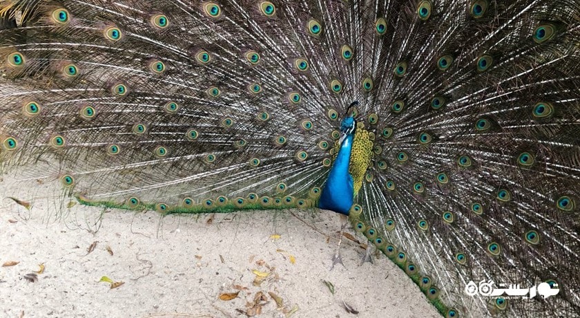 سرگرمی باغ وحش پوکت شهر تایلند کشور پوکت
