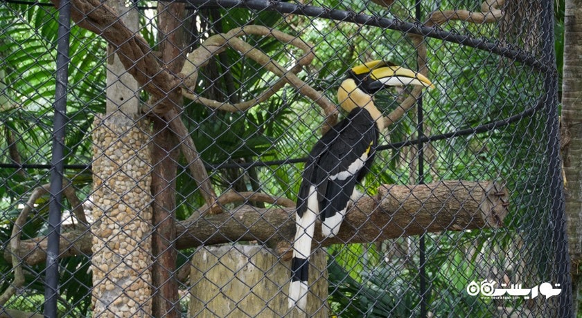 سرگرمی باغ وحش پوکت شهر تایلند کشور پوکت