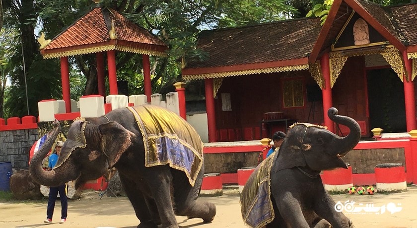 سرگرمی باغ وحش پوکت شهر تایلند کشور پوکت