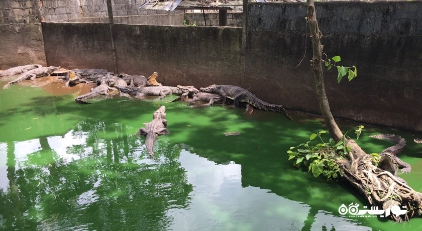 سرگرمی باغ وحش پوکت شهر تایلند کشور پوکت