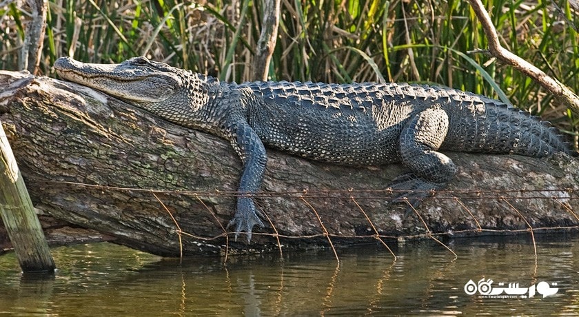 رودخانه باهوکلات -  شهر سیستان و بلوچستان