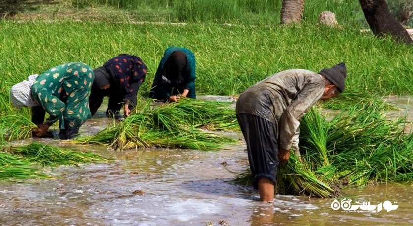 روستای ازمیغان -  شهر طبس