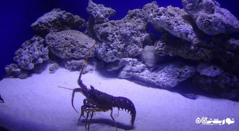 آکواریوم آنتالیا شهر ترکیه کشور آنتالیا