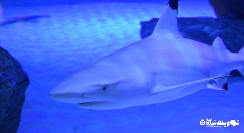  آکواریوم آنتالیا شهر ترکیه کشور آنتالیا