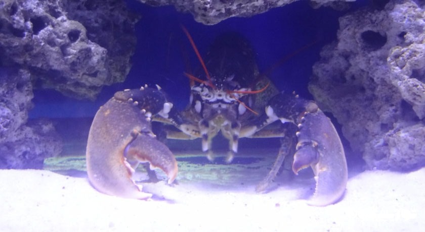  آکواریوم آنتالیا شهر ترکیه کشور آنتالیا