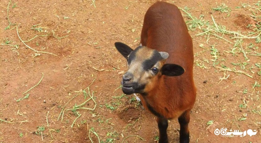  باغ وحش آنتالیا شهر ترکیه کشور آنتالیا