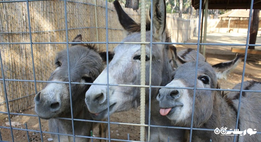باغ وحش آنتالیا -  شهر آنتالیا