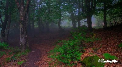 جنگل های سواد کوه -  شهر پل سفید