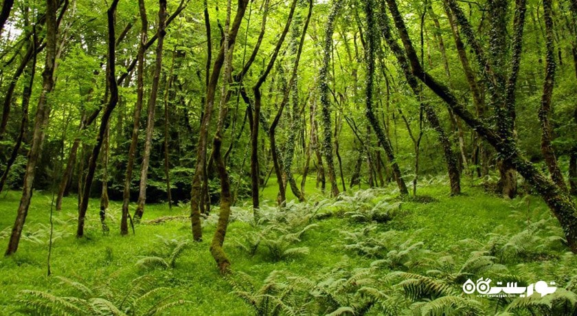  جنگل انجیلی شهرستان مازندران استان پل سفید
