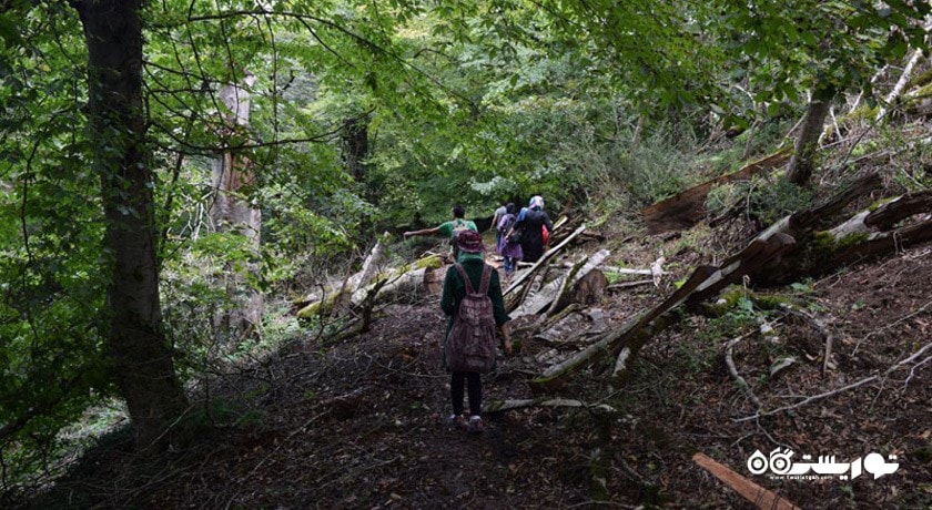  جنگل انجیلی شهرستان مازندران استان پل سفید