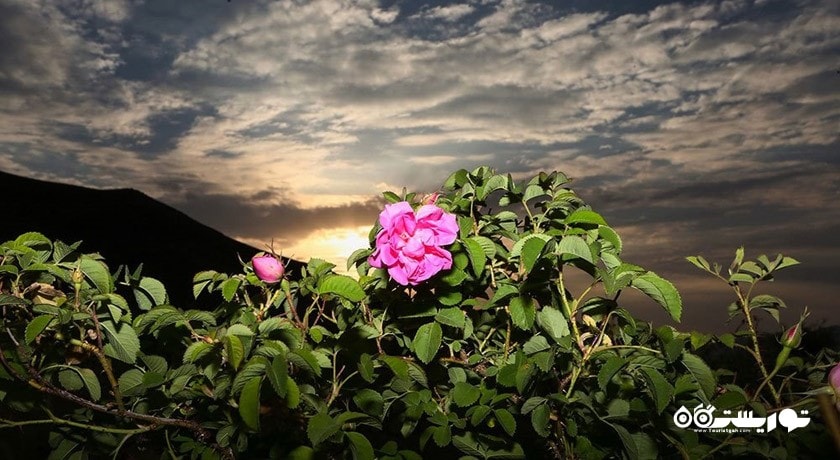 گلاب گیری کاشان -  شهر کاشان