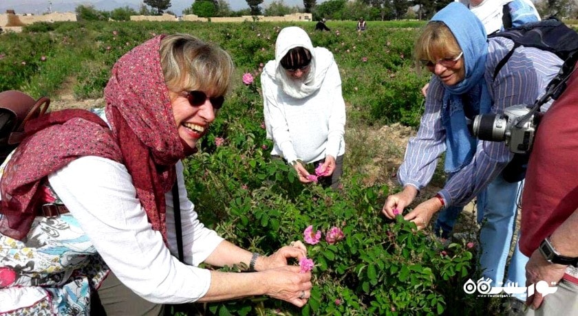 گلاب گیری کاشان -  شهر کاشان
