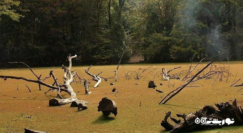 مرداب هسل -  شهر چالوس