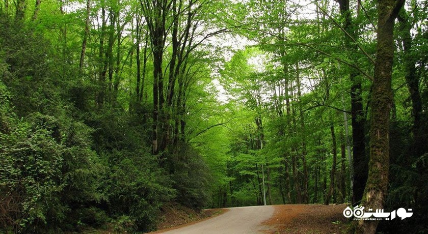  جنگل لفور شهرستان مازندران استان شیرگاه