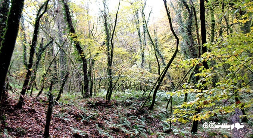 روستای لاجیم -  شهر پل سفید