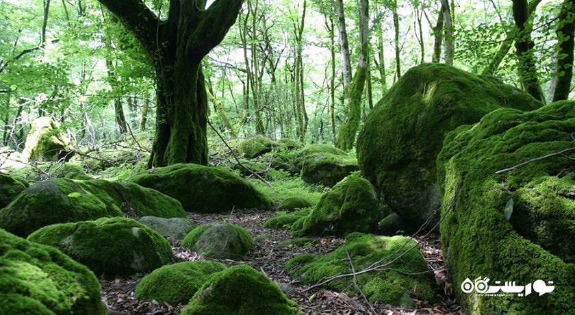 جنگل دوهزار -  شهر تنکابن