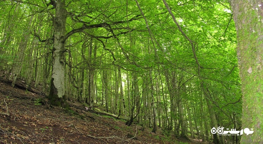 جنگل دوهزار -  شهر تنکابن