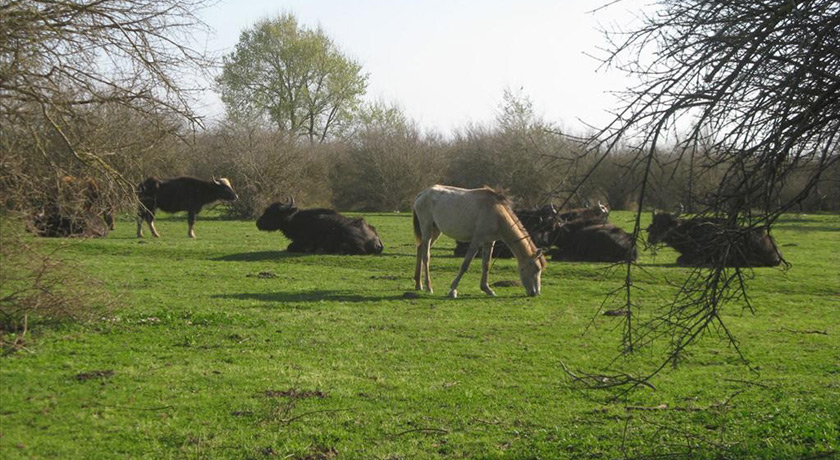 تالاب میانکاله -  شهر بهشهر