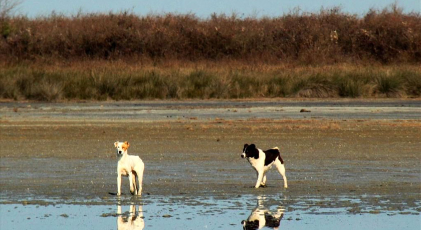 تالاب میانکاله -  شهر بهشهر