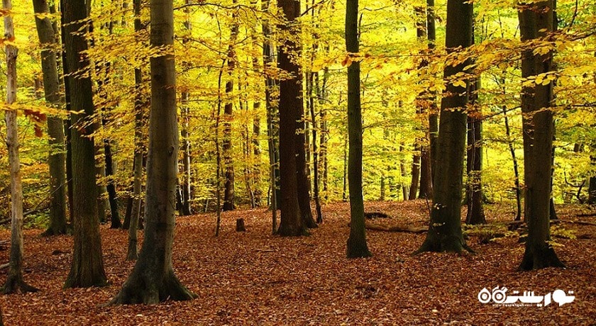 جنگل راش (جنگل مرسی سی سنگده) -  شهر پل سفید