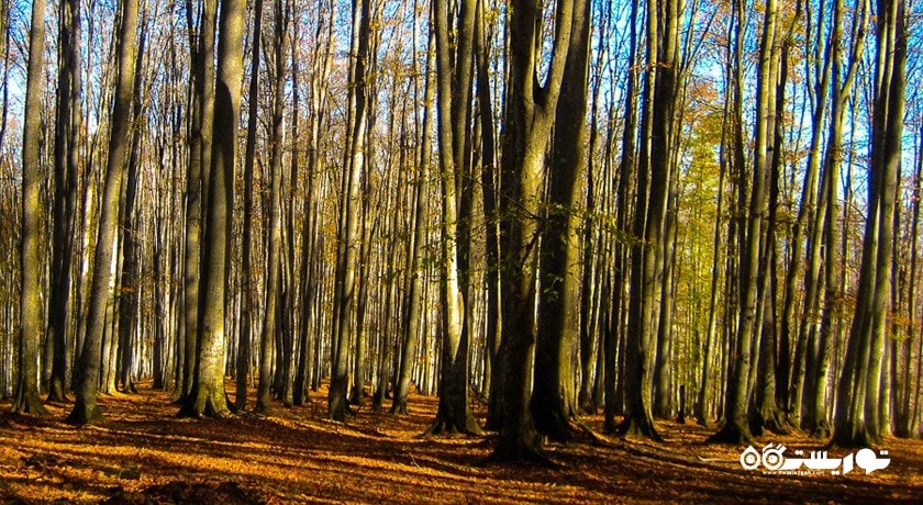  جنگل راش (جنگل مرسی سی سنگده) شهرستان مازندران استان پل سفید