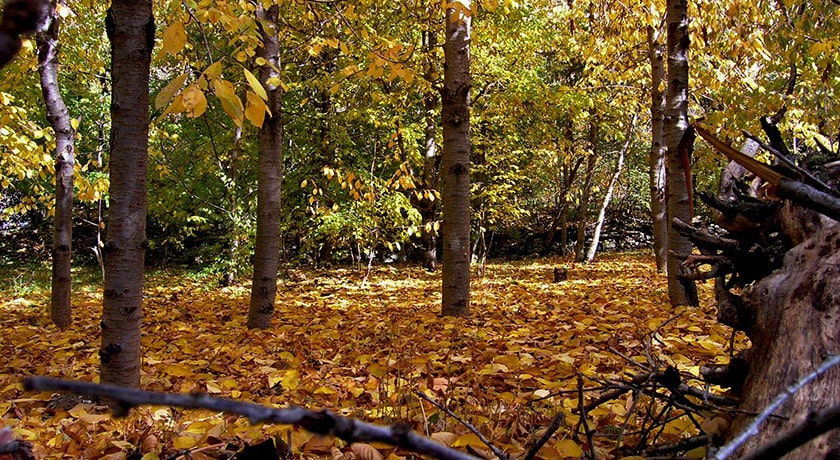 روستای آهار -  شهر تهران