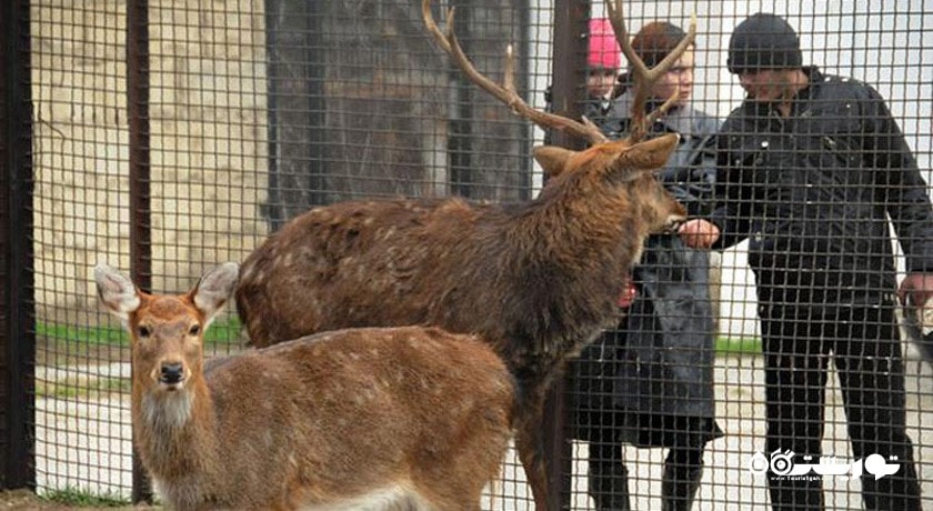 سرگرمی باغ وحش باکو شهر آذربایجان کشور باکو