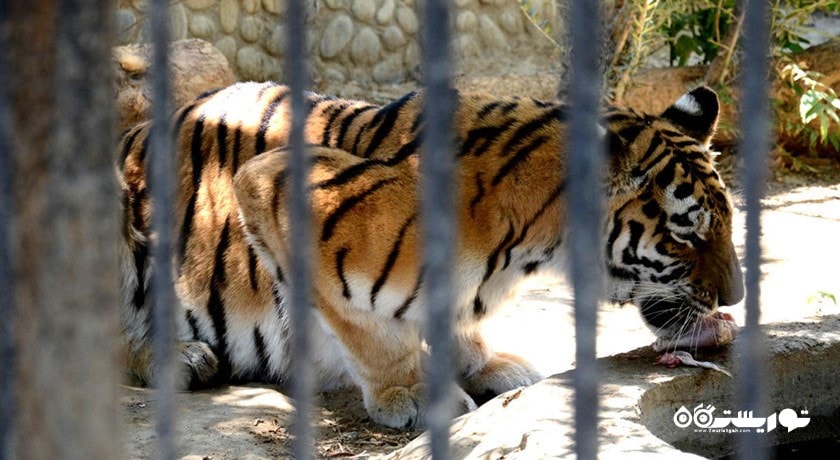 سرگرمی باغ وحش باکو شهر آذربایجان کشور باکو