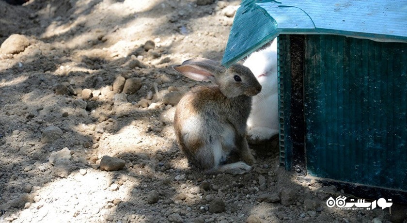 سرگرمی باغ وحش باکو شهر آذربایجان کشور باکو