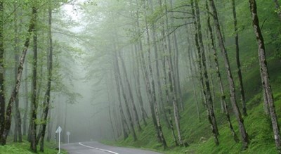  جنگل دالخانی شهرستان مازندران استان رامسر