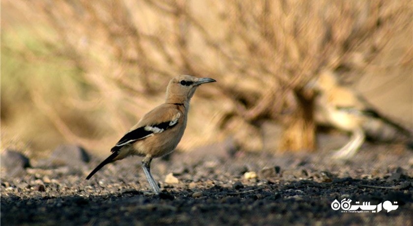 زیستگاه زاغ بور -  شهر سمنان