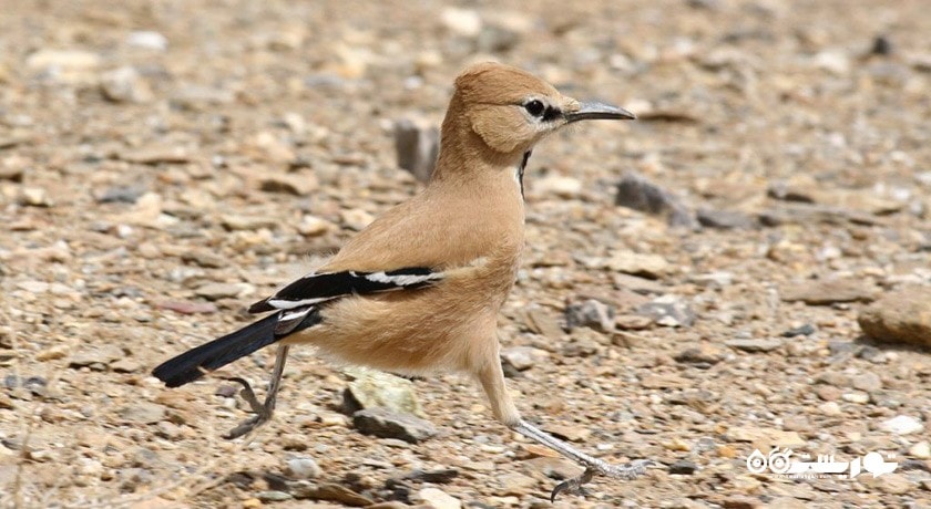 زیستگاه زاغ بور -  شهر سمنان