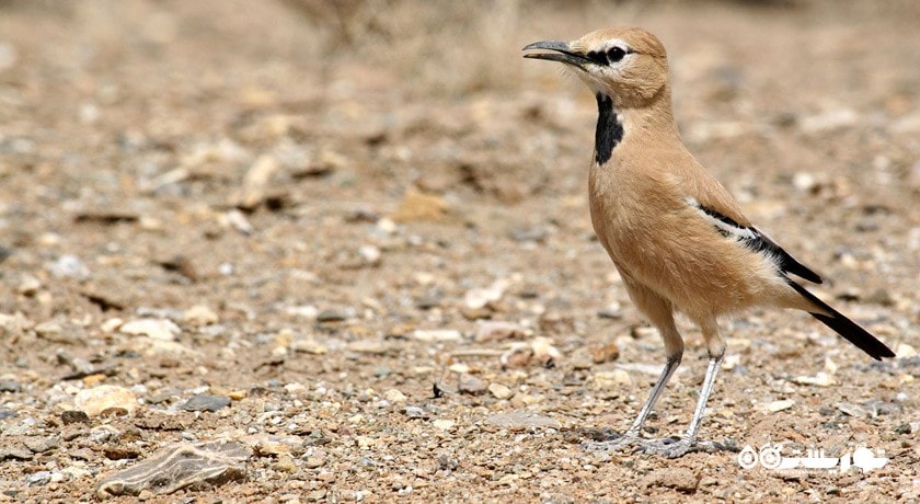 زیستگاه زاغ بور -  شهر شاهرود	