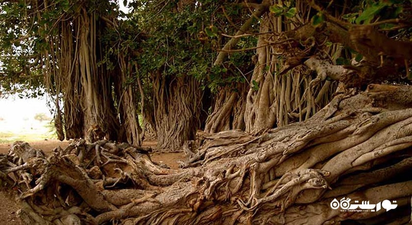 روستای باغو -  شهر هرمزگان