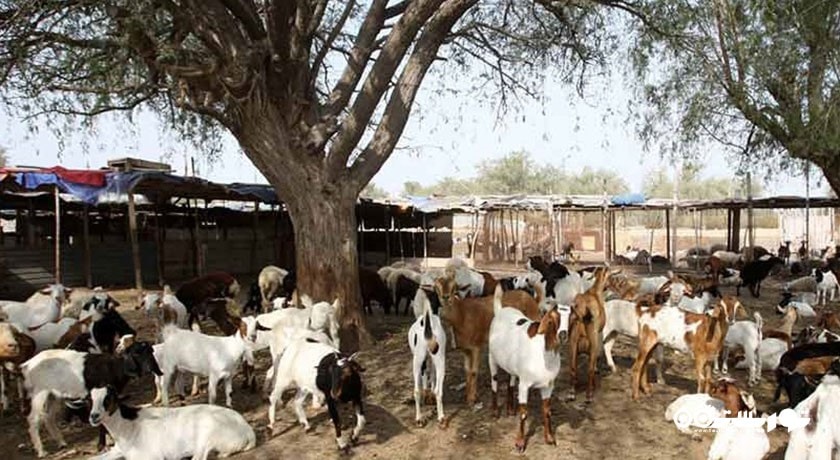 روستای باغو -  شهر هرمزگان