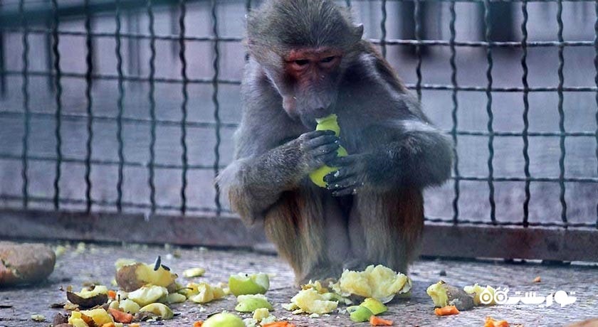 باغ وحش وکیل آباد -  شهر مشهد