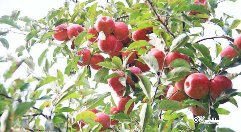 روستای زشک -  شهر شاندیز