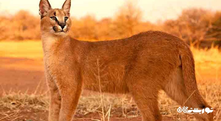 مجتمع رفاهی شهید برزگری (کمپینگ کویری) -  شهر بافق