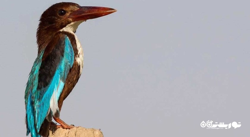 پارک ملی کرخه -  شهر شوش