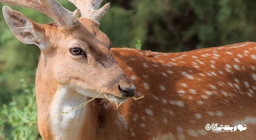 پارک ملی کرخه -  شهر خوزستان