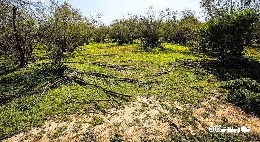 پارک ملی کرخه -  شهر شوش