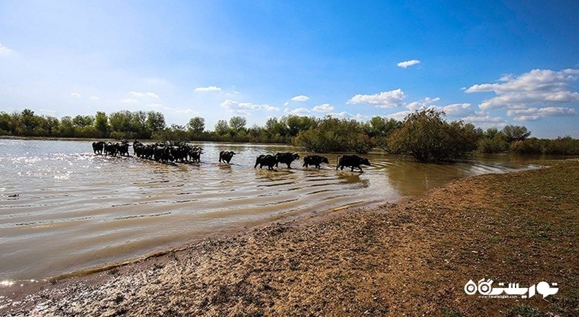 پارک ملی کرخه -  شهر شوش