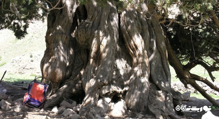 درخت ارس شهرستانک -  شهر کرج