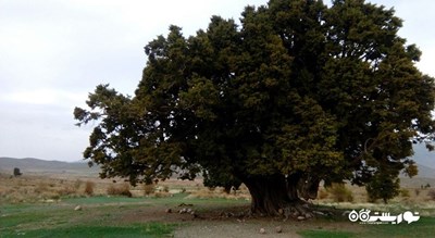 درخت ارس شهرستانک -  شهر البرز