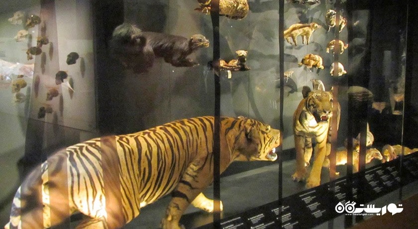  موزه تاریخ طبیعی لی کونگ چیان شهر سنگاپور کشور سنگاپور