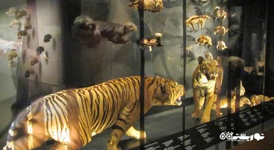  موزه تاریخ طبیعی لی کونگ چیان شهر سنگاپور کشور سنگاپور