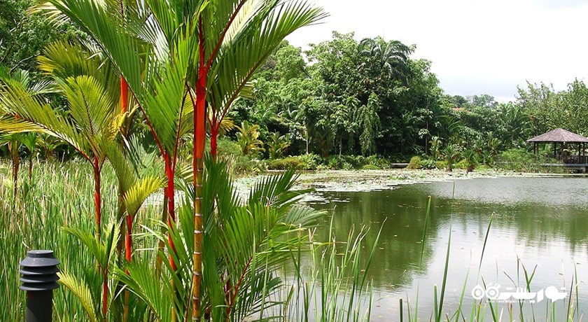 سرگرمی باغ های گیاه شناسی سنگاپور شهر سنگاپور کشور سنگاپور