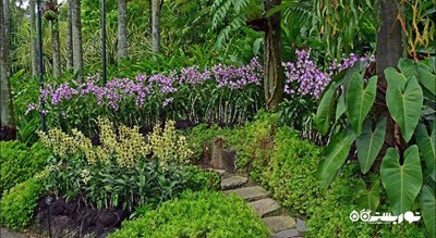 باغ های گیاه شناسی سنگاپور -  شهر سنگاپور