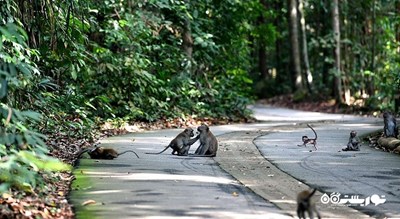 منطقه حفاظت شده بوکیت تیماه -  شهر سنگاپور